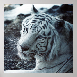 White Tiger Poster