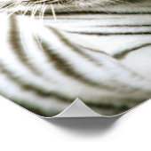 White Tiger Poster (Hoek)