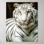 White Tiger Poster (Voorkant)