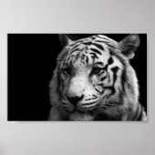White Tiger Poster (Voorkant)
