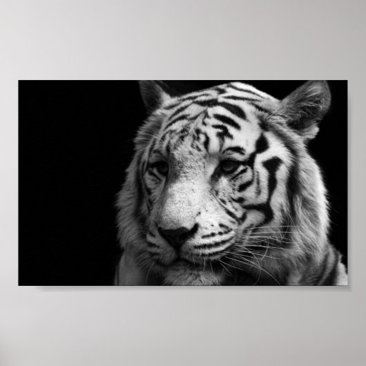 White Tiger Poster (Voorkant)