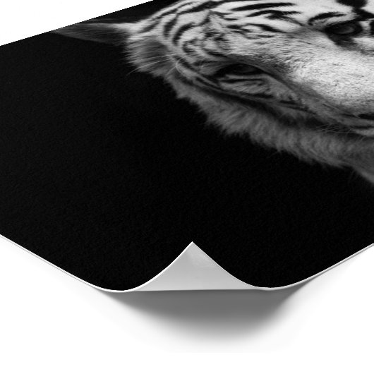 White Tiger Poster (Hoek)