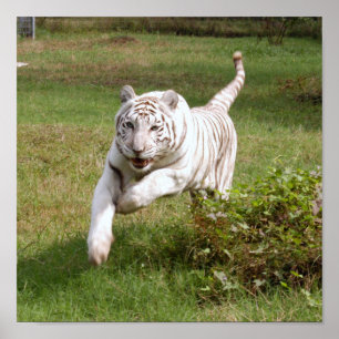 White Tiger Poster je past het aan