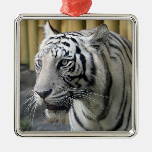 White Tiger Premium Ornament (Voorkant)