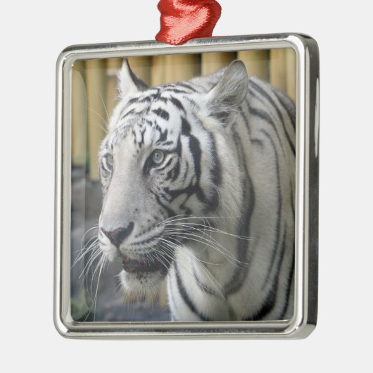 White Tiger Premium Ornament (Links)