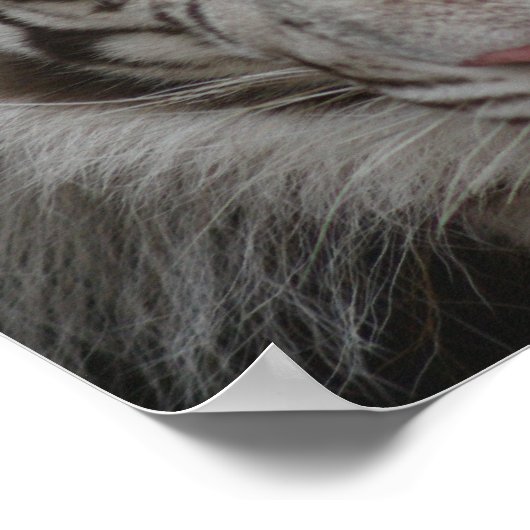 White Tiger print (Hoek)