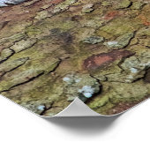 White Tiger Resting Photo Poster (Hoek)