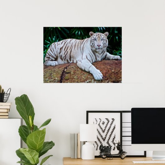 White Tiger Resting Photo Poster (Thuiskantoor)