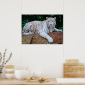 White Tiger Resting Photo Poster (Keuken)