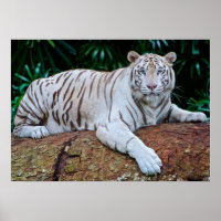 White Tiger Resting Photo Poster