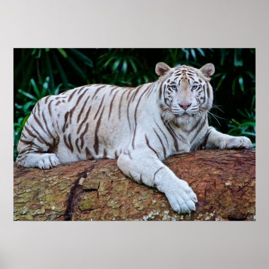 White Tiger Resting Photo Poster (Voorkant)