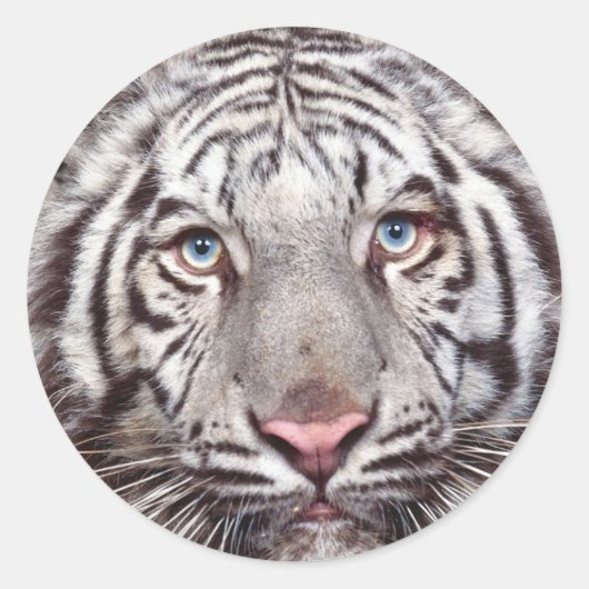 White Tiger Round Sticker (Voorkant)