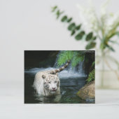 White Tiger Water Briefkaart (Staand voorkant)