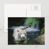 White Tiger Water Briefkaart (Voorkant / Achterkant)