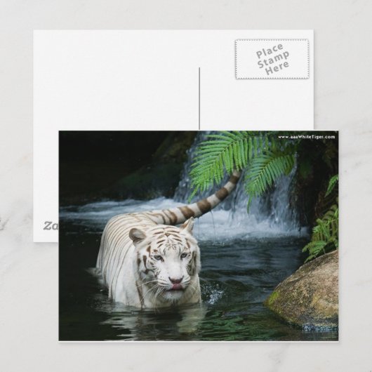White Tiger Water Briefkaart (Voorkant / Achterkant)