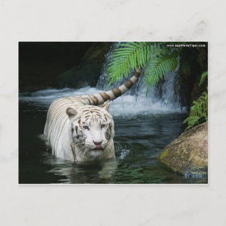 White Tiger Water Briefkaart