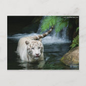 White Tiger Water Briefkaart (Voorkant)