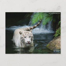 White Tiger Water Briefkaart