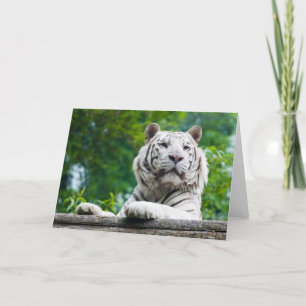 White Tiger wenskaart Kaart