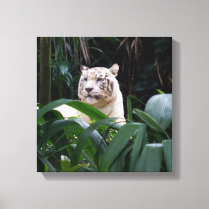 White Tiger Wrapped Canvas Afdruk