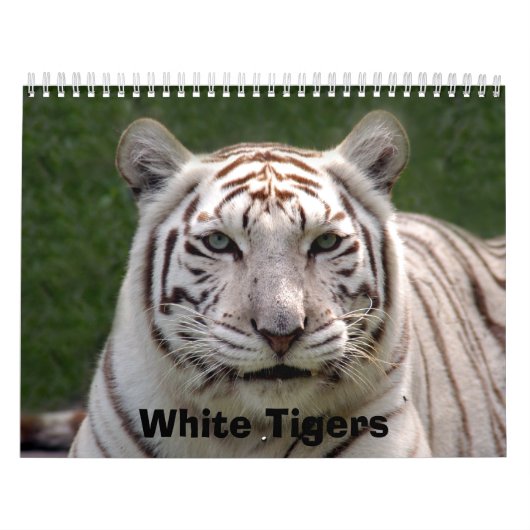 White Tigers Calendar, White Tigers Kalender (Hoes)