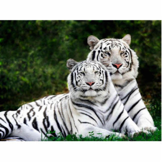 White Tigers Photo Sculpture Staand Fotobeeldje