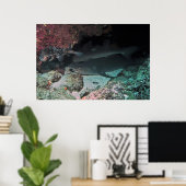 White Tip reef Shark and Puffer Poster (Thuiskantoor)