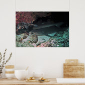 White Tip reef Shark and Puffer Poster (Keuken)