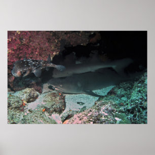 White Tip reef Shark and Puffer Poster