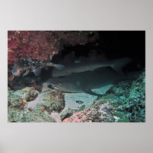 White Tip reef Shark and Puffer Poster (Voorkant)