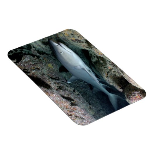 White Tip reef Shark zwemmen in koraal Magneet (Rechterzijde)