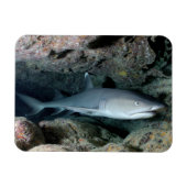 White Tip reef Shark zwemmen in koraal Magneet (Horizontaal)