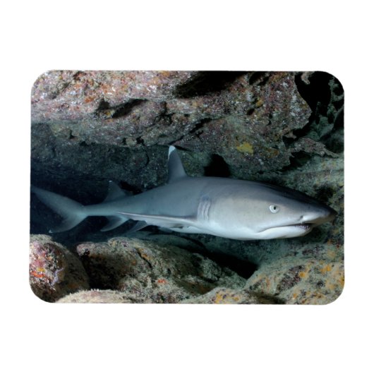 White Tip reef Shark zwemmen in koraal Magneet (Horizontaal)