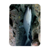 White Tip reef Shark zwemmen in koraal Magneet (Verticaal)