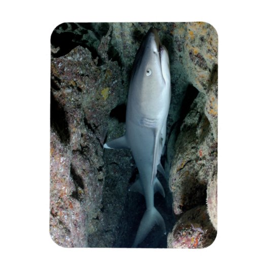 White Tip reef Shark zwemmen in koraal Magneet (Verticaal)
