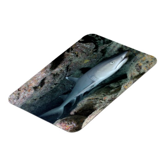 White Tip reef Shark zwemmen in koraal Magneet (Linkerzijde)