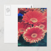 White Tipped ventilator Briefkaart (Voorkant / Achterkant)