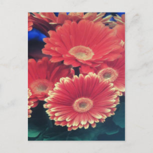 White Tipped ventilator Briefkaart