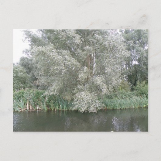 White Tree and River Landscape Briefkaart (Voorkant)