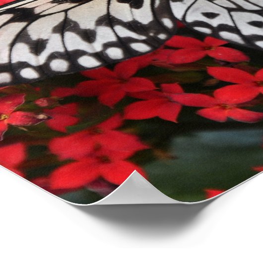 White Tree Nymph Butterfly Poster Deco (Hoek)