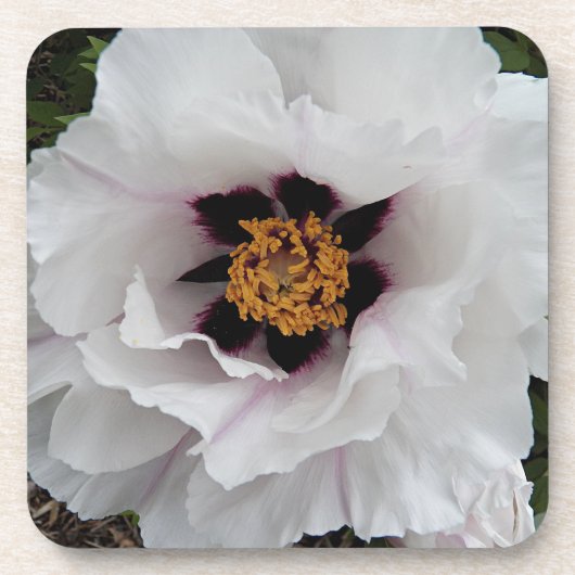 White Tree Peony Floral Bier Onderzetter (Voorkant)