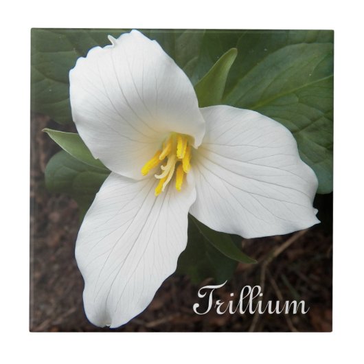 White Trillium Flower Floral Tegel Tegeltje (Voorkant)