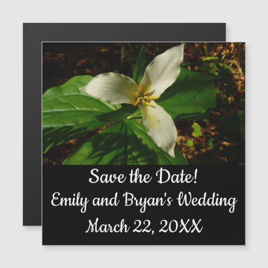 White Trillium Flower Spring Wilde (Voorkant / Achterkant)