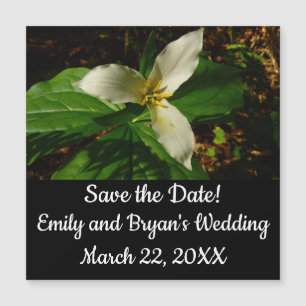 White Trillium Flower Spring Wilde