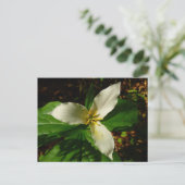 White Trillium Flower Spring Wilde Briefkaart (Staand voorkant)