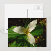 White Trillium Flower Spring Wilde Briefkaart (Voorkant / Achterkant)