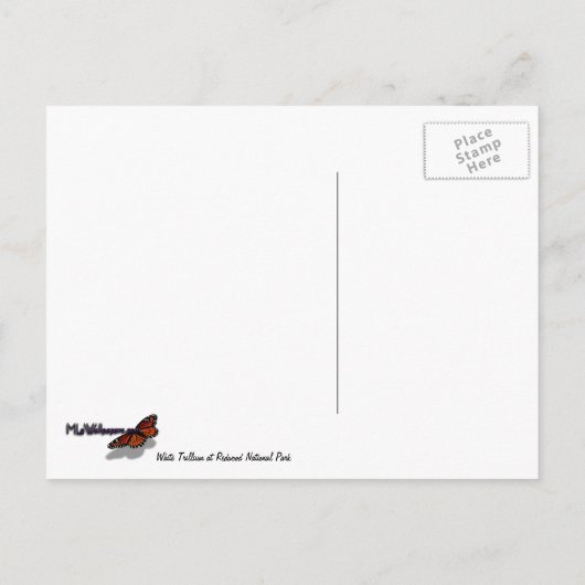 White Trillium Flower Spring Wilde Briefkaart (Achterkant)