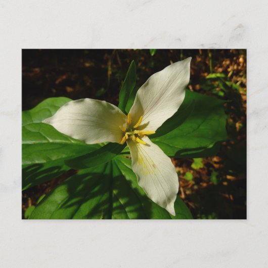 White Trillium Flower Spring Wilde Briefkaart (Voorkant)