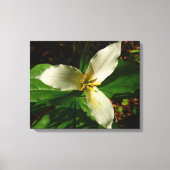White Trillium Flower Spring Wilde Canvas Afdruk (Voorkant)