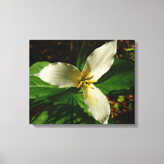 White Trillium Flower Spring Wilde Canvas Afdruk (Voorkant)